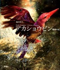 アカショウビン = Ruddy Kingfisher : 琉球の紅