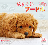 気まぐれプードルカレンダー 2027
