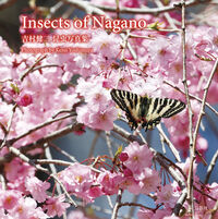 Insects of Nagano 吉村健二 昆虫写真集